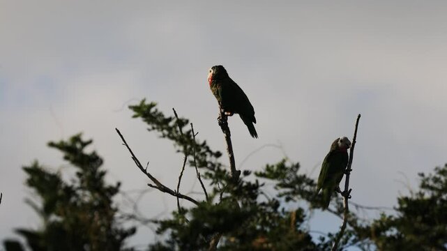 Slow motion shot of two abaco parrots, one is flying to another branch of the tree.