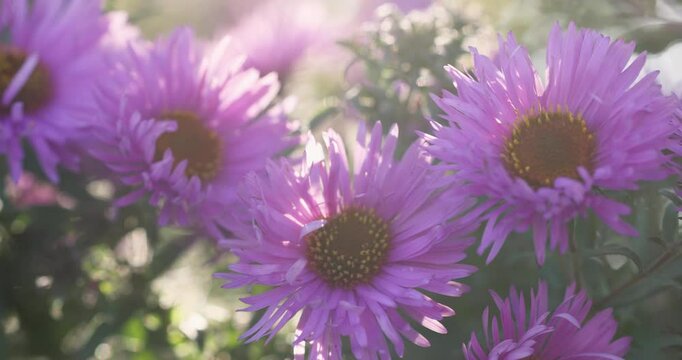 Purple aster flowers gently swaying in the wind