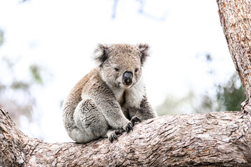 Obraz premium A Serene Koala Takes a Moment of Rest in the Eucalyptus Tree
