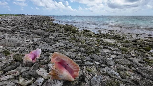 Sea shell on tropical beach. Summer sea landscape, Los Roques Venezuela
