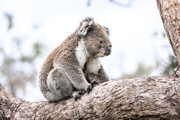 A Serene Koala Takes a Moment of Rest in the Eucalyptus Tree