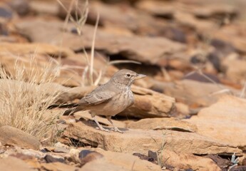 desert lark or Ammomanes deserti at desert national park in Rajasthan, India