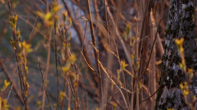 Cautious squirrel jumping around in serch for food. Backlit by the early morning sun. Spring.