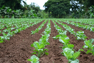 Implementing sustainable agricultural practices
