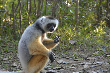 Madagascar, lémurien, animal, faune, endémique