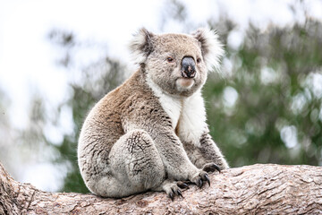 A Serene Koala Takes a Moment of Rest in the Eucalyptus Tree