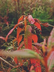 Red autumn leaves in the forest. Fall nature in September and October. Rainy weather outdoors.