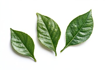 Obraz premium Three green leaves isolated on a white background.