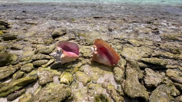 Two Conchs shells on tropical beach, Los Roques Venezuela, tilt up