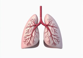 Detailed 3D Model of Human Lungs with Bronchi and Alveoli  Medical Visualization Transparent View