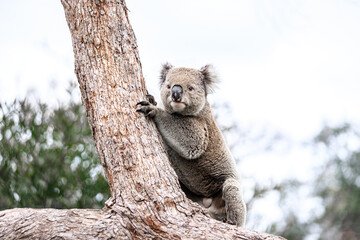 Koala Clinging to Tree Trunk in Natural Habitat © Bossa Art