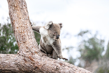 A Koala Navigates a Tree Branch with Grace and Ease, Raymond Island, Australia