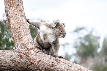 A Koala Navigates a Tree Branch with Grace and Ease, Raymond Island, Australia