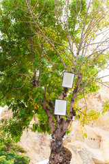 Two shutdown LED lanterns on a tree in the afternoon