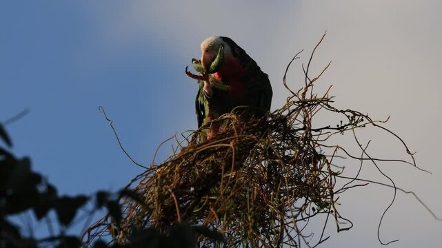Slow motion shoot of two abaco parrots in a tree. One fly away and the second continue to eat.