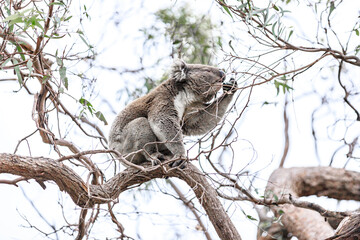 Koala Enjoying Eucalyptus Leaves High in a Tree, Raymond Island, Victoria, Australia