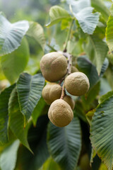 Aesculus flava Fruits on the tree. Green leaves. Bitter chestnut parviflora Koehnei leaf plant
