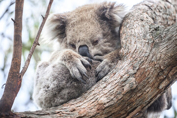 Sleeping Koala Resting Peacefully on a Tree Branch