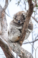 Sleeping Koala Resting Peacefully on a Tree Branch