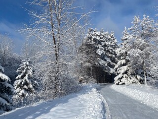 winter snow topped trees after snowstorm