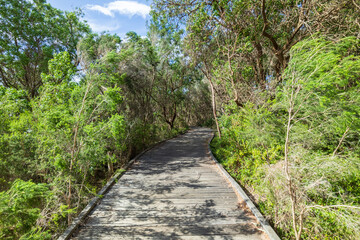 Serene Boardwalk Winding Through Lush Green Forest