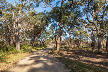 A Winding Dirt Road Through a Eucalyptus Forest, Raymond Island, Australia
