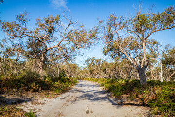 Winding Dirt Road Through a Sunny Australian Forest, Raymond Island, Australia