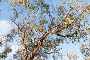 A Koala Napping High in the Eucalyptus Tree