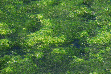 Wet Green Algae © Eliane Haykal