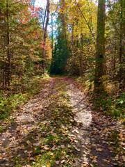 leaf covered path through autumn forest