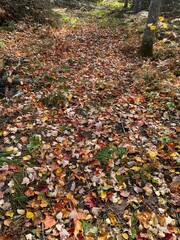 fallen autumn leaves on the forest floor