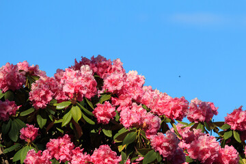 A Stunning Display of Pink Rhododendrons Against a Blue Sky