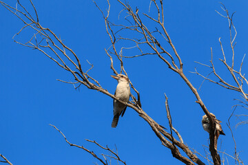 Kookaburra Perched on a Tree Branch Against Clear Blue Sky