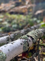 Moss on birch tree in the forest