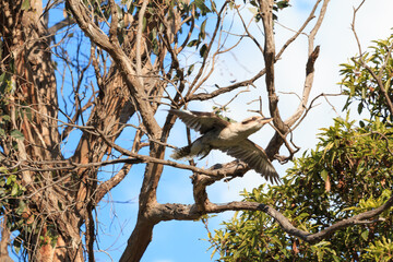 Kookaburra in Flight, Taking Off from a Branch, Raymond Island, Australia