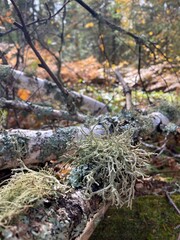 Moss on birch tree in the forest