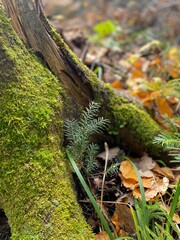 Moss on fallen tree on the forest floor in northern Minnesota in Autumn