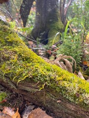 Moss on fallen tree on the forest floor in northern Minnesota in Autumn