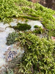 closeup of moss on a boulder rock in northern Minnesota
