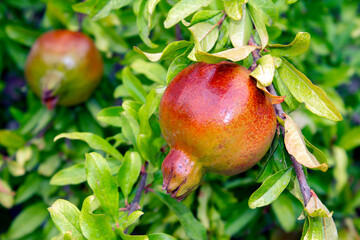 Pomegranate fruit ( Punica granatum) on tree brance. Sunny day. selective focus
