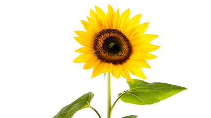 Fototapeta premium Beautiful sunflower on white background