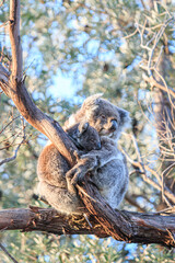 Mother Koala Embracing Her Joey on a Tree Branch, Raymond Island, Australia