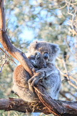 Mother Koala Embracing Her Joey on a Tree Branch, Raymond Island, Australia