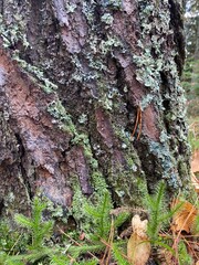 Moss on tree in Minnesota Autumn
