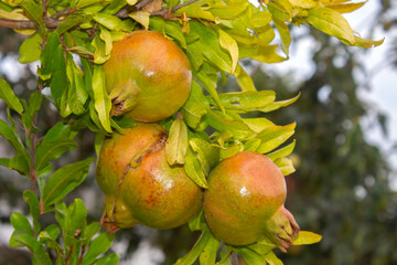 Pomegranate fruit ( Punica granatum) on tree brance. Sunny day. selective focus