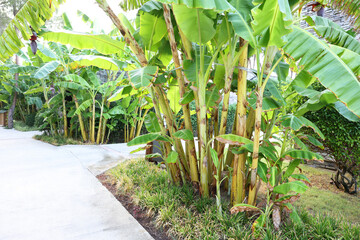 Tropical trees with green leaves growing outdoors