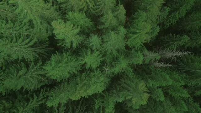 Green pine tree coniferous forest aerial top down view. Dramatic nature background. Travel destination. Beautiful wild landscape. Summer vacation, outdoor tourism. Cinematic drone 4k shot