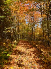 Fall forest landscape in northern Minnesota