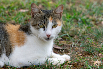 Fototapeta premium close up portrait of a cat looking at the camera, laying on the grass. selective focus