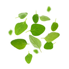 Fresh oregano leaves in air on white background